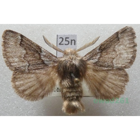 Trichiura crataegi (Linnaeus, 1758) male Czech25n